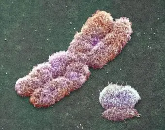 cientificos