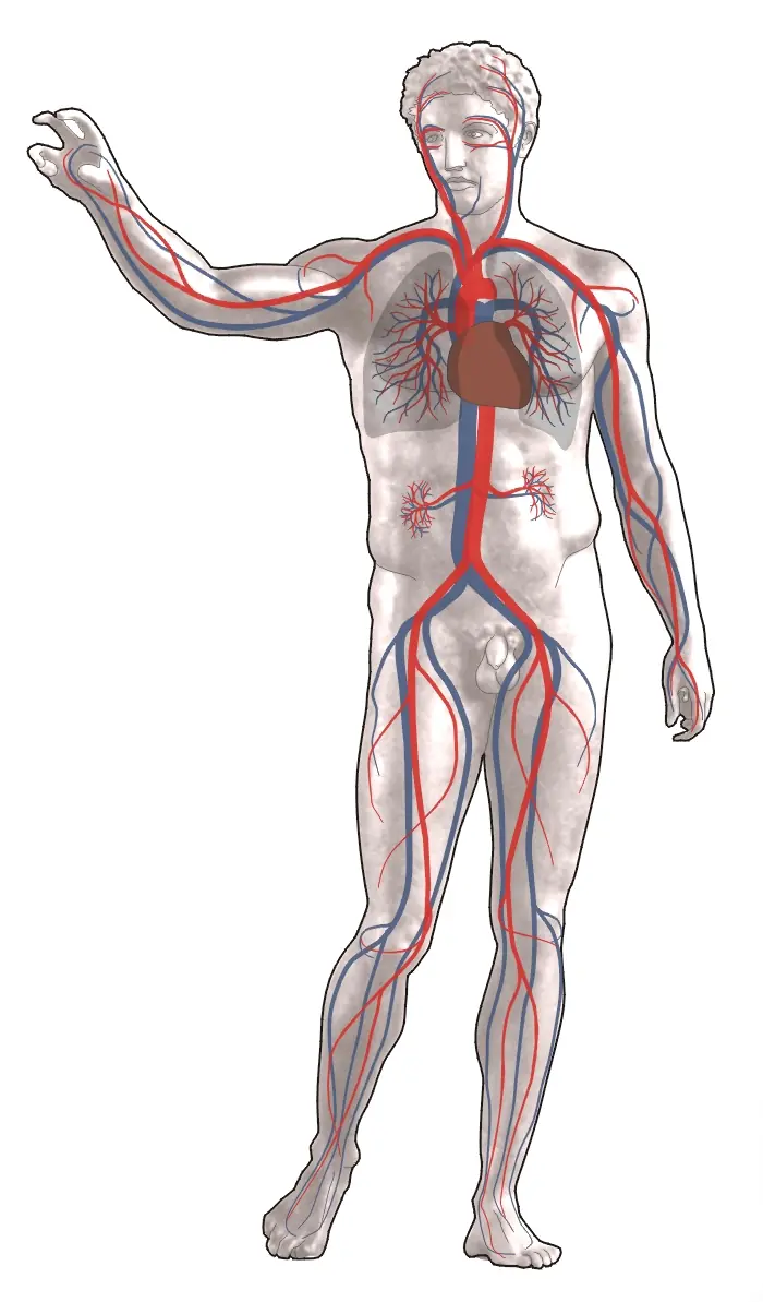 [Megapost] ¿Como funciona nuestro cuerpo?
