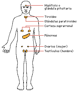 [Megapost] ¿Como funciona nuestro cuerpo?