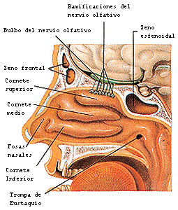 [Megapost] ¿Como funciona nuestro cuerpo?