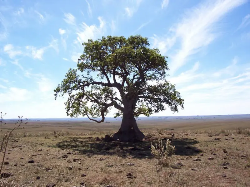 La pampa tiene...El Ombú