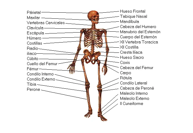 cuerpo humano