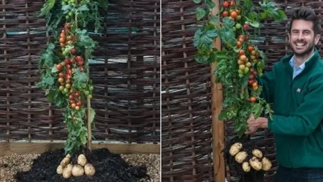 Compañía crea una planta que produce tomates y papas