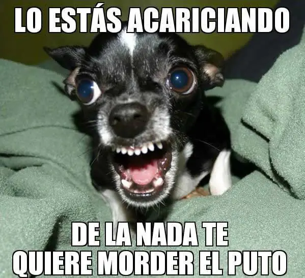 imagenes chistosas