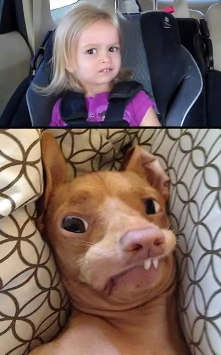jaja