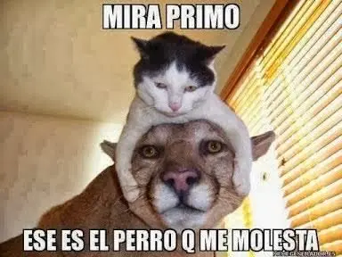 imagenes chistosas