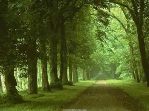 Plantar arboles no siempre sería positivo
