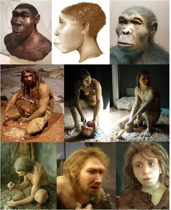 homo ergaster