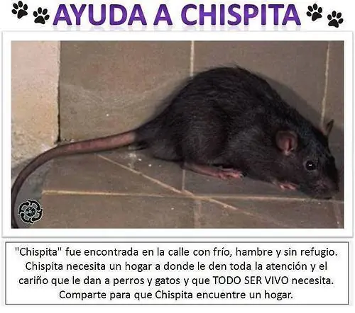 Ayuda A Chispita con un +10
