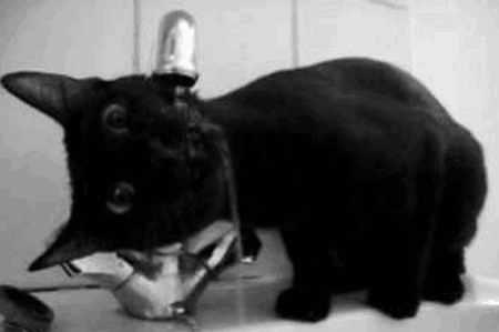 20 imagenes graciosas de tipos de resaca