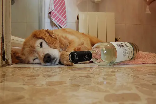 20 imagenes graciosas de tipos de resaca