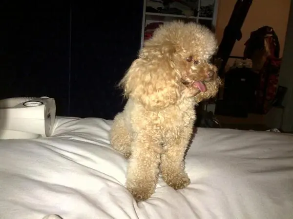 Albañiles hacen calentar a Cinthia Fernández