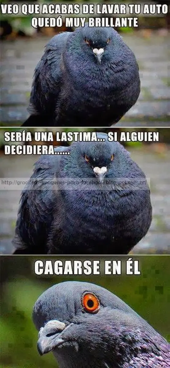 Imagenes graciosas