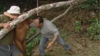 Selva