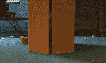 humor en gifs