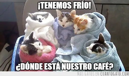 Para los amantes de los gatos