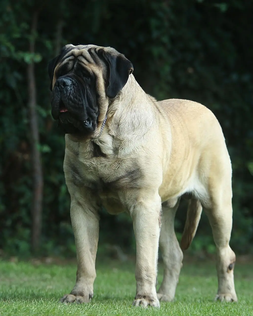 mas