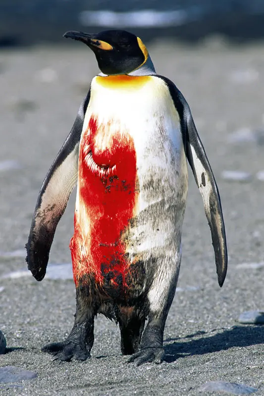 sangriento