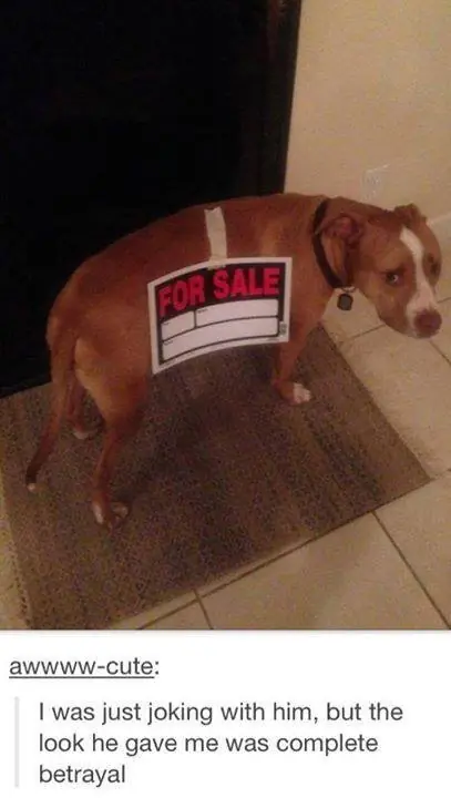 tumblr humor
