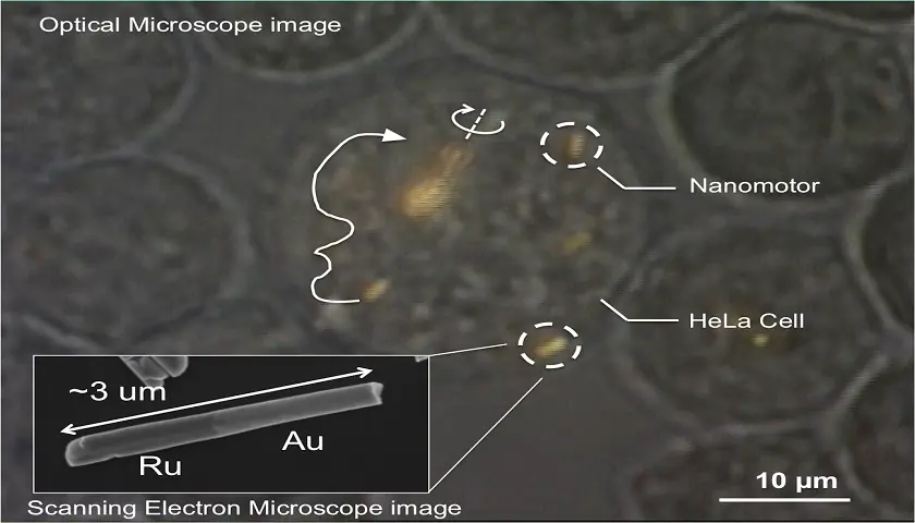 Controlan nanomotores dentro de células vivas