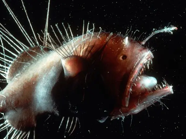 El Lophiiforme; ese adorable pesecito de Buscando a Nemo.