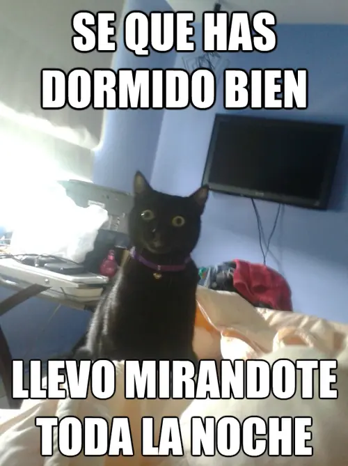 meme