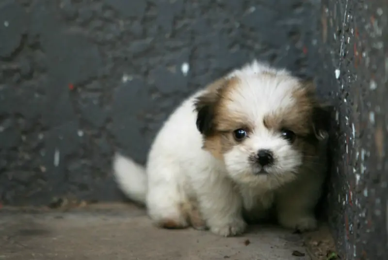 15 Cosas que los dueños de perros no deben olvidar.