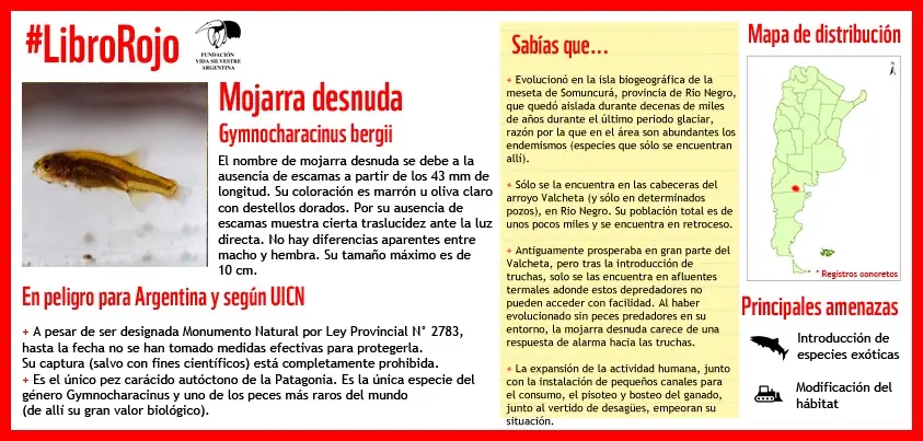 Libro rojo: Mojarra desnuda