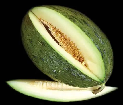 aguacate