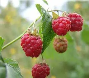 naranjas