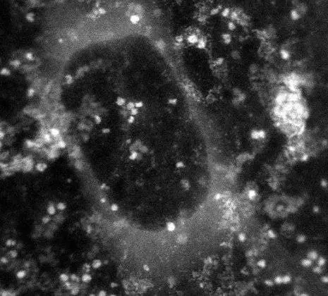 microscopio