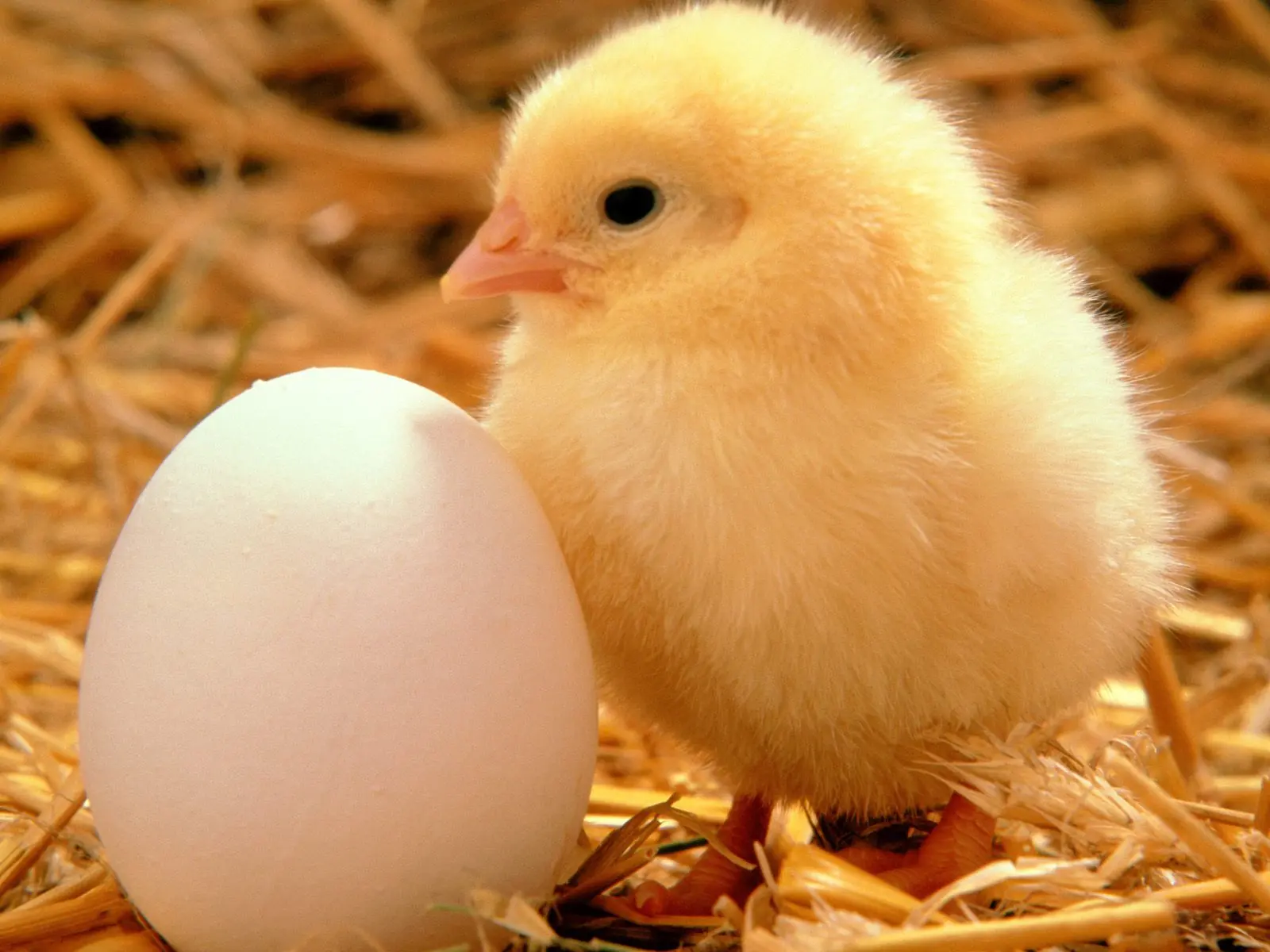 ¿Que fue primero? Huevo o la Gallina? Respondo la pregunta