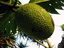 raras