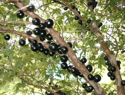 Las 25 frutas mas eoticas y raras del mundo! (resubido)