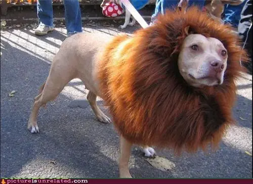 Imagenes WTF?