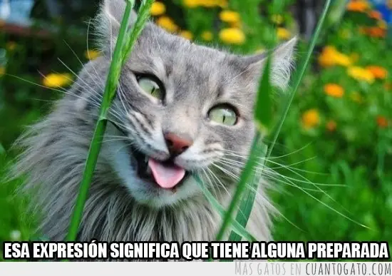 rescate