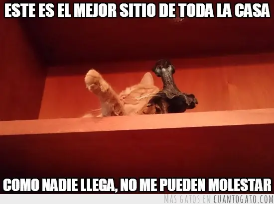 feliz