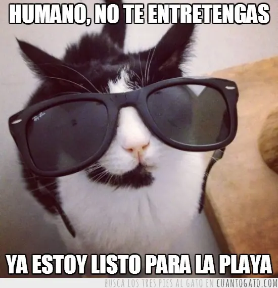 Para los amantes de los gatos