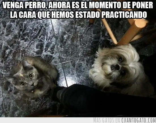 gatuno
