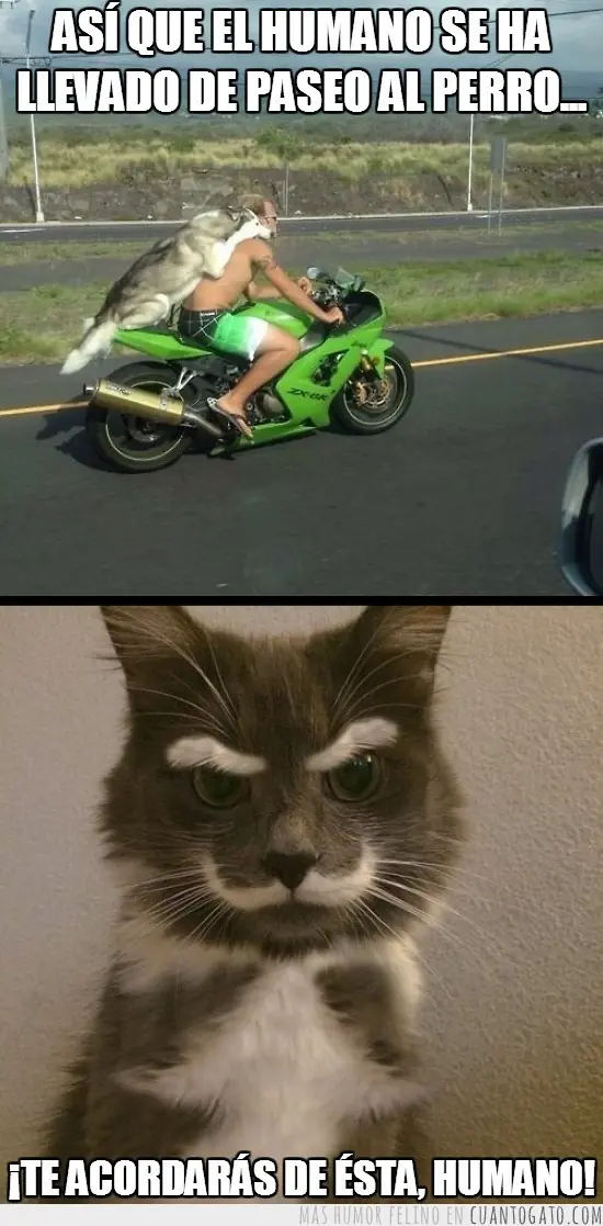 Para los amantes de los gatos