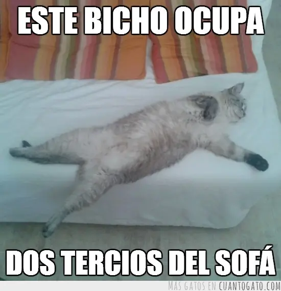 Para los amantes de los gatos