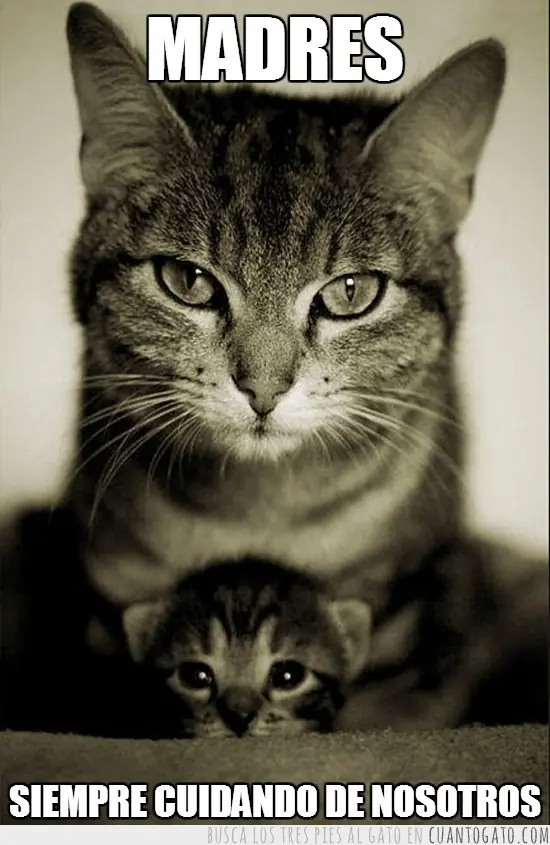 Para los amantes de los gatos