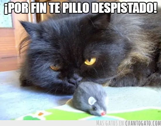 feliz