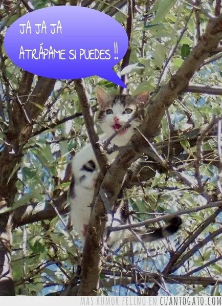 gatigre