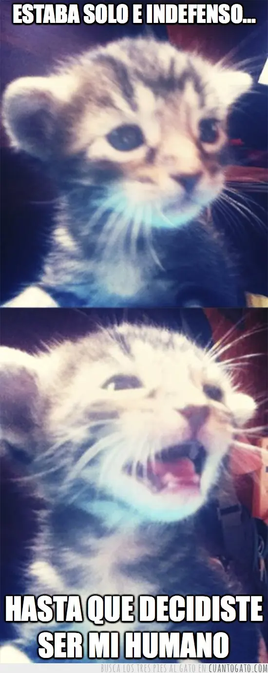 Para los amantes de los gatos