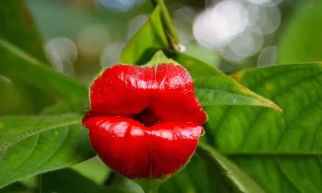 La extraña fruta con labios de mujer