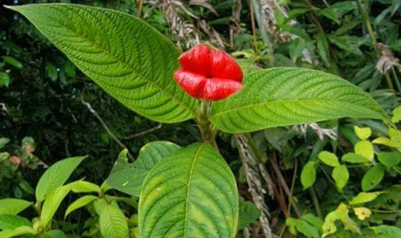 plantas