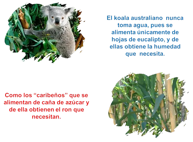 Curiosidades sobre animales comentadas