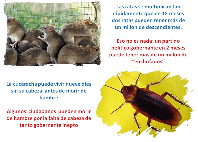 Animales