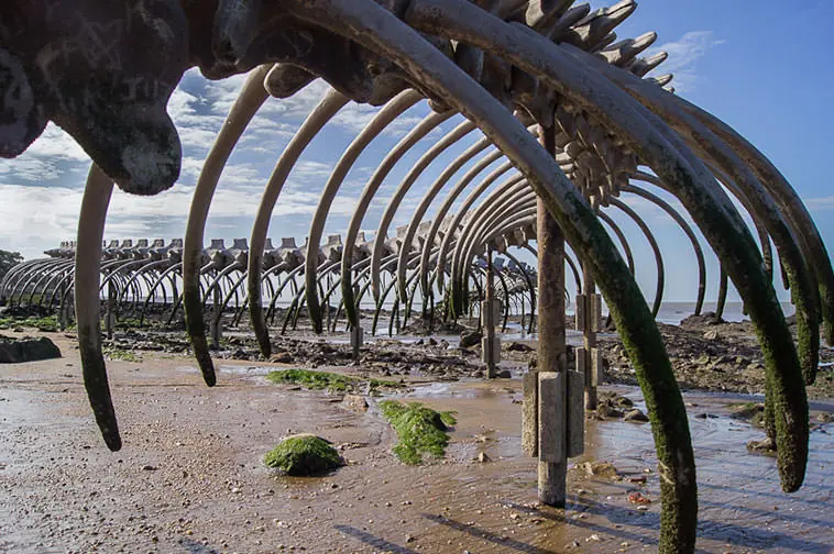 Serpiente marina gigante